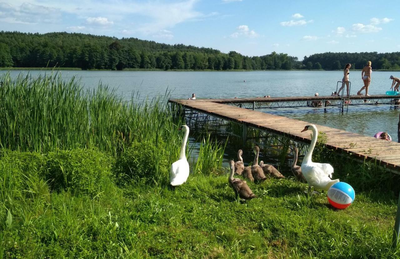 Koci Grzbiet Agroturystyka Dzierzazno Wielkie Εξωτερικό φωτογραφία